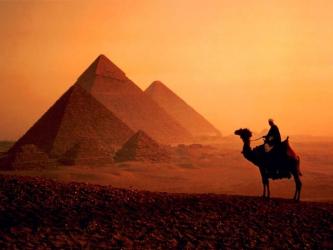 egypt camel