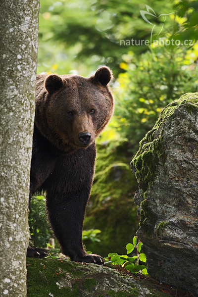 ursus-arctos-09-2008-7855