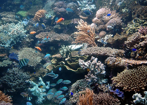 coral-reef-in-underwater-world