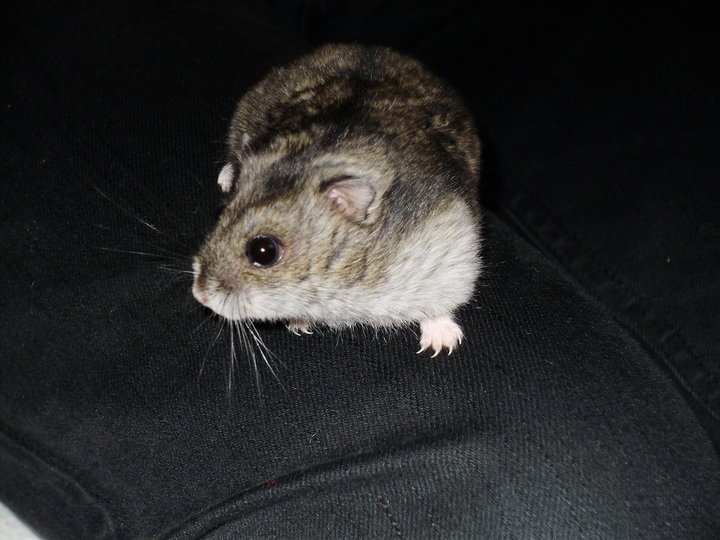 Křečík