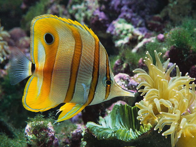 44533-underwater_world_free_screensaver_audio___multimedia_other