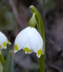 leucojum_vernum_bledule_jarní